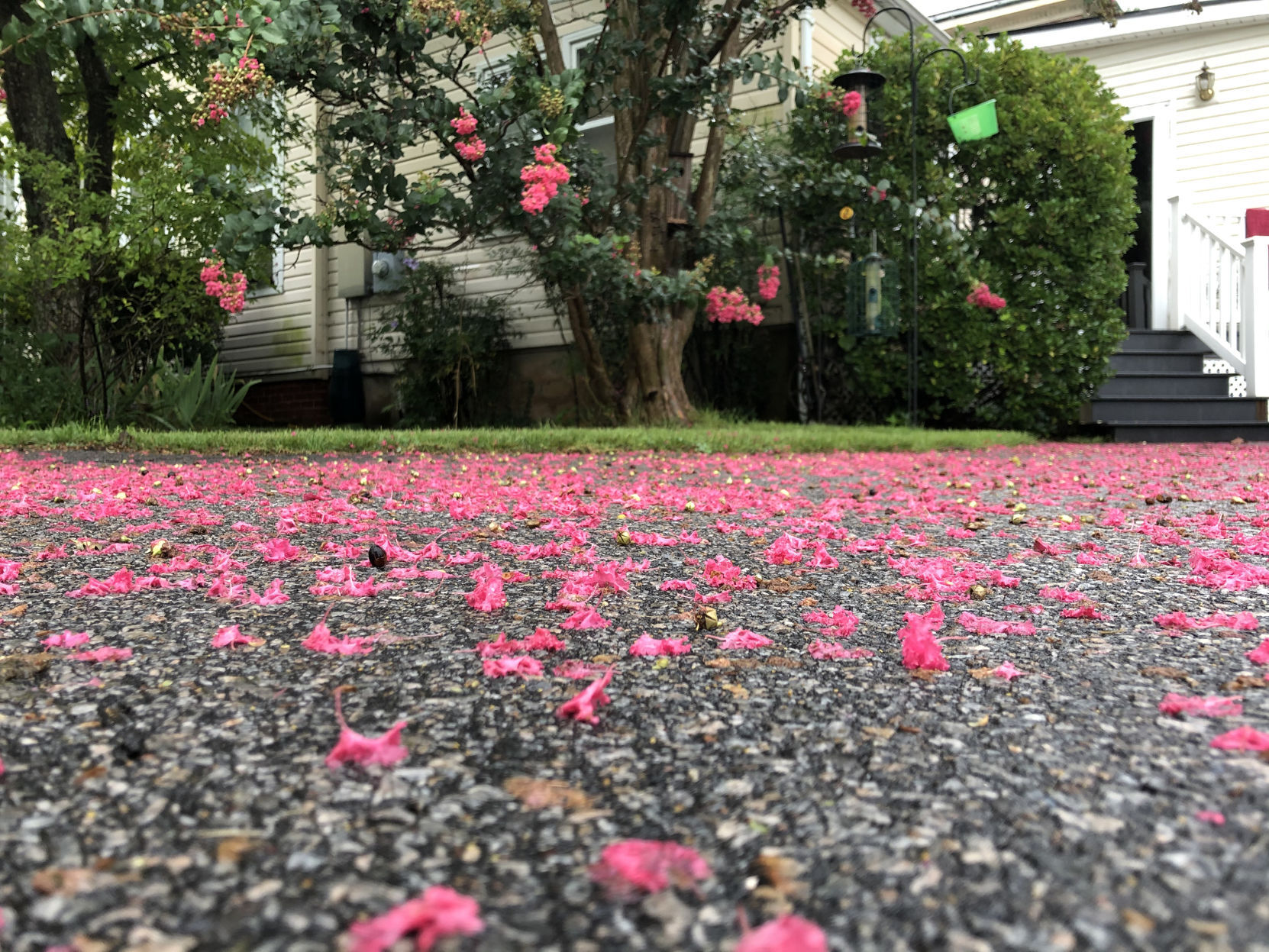 Carpet of crepe myrtle petals